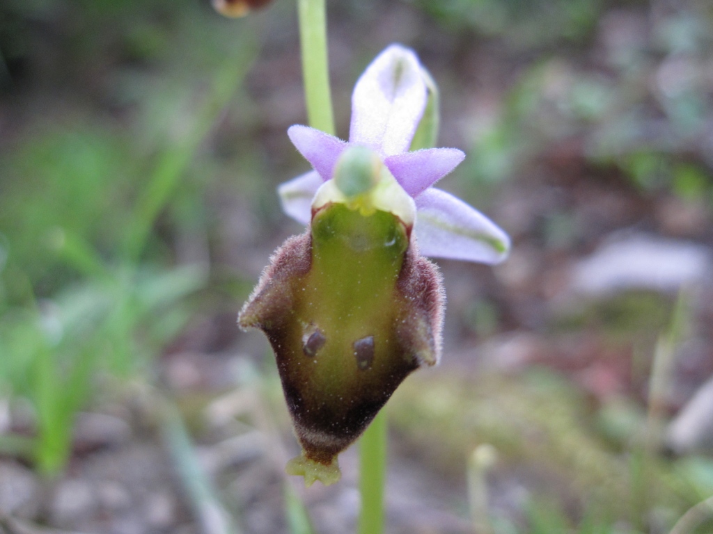 Ophrys da determinare (Ophrys argolica subsp. crabronifera)